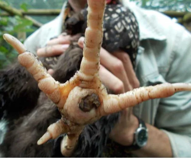 chicken bumblefoot