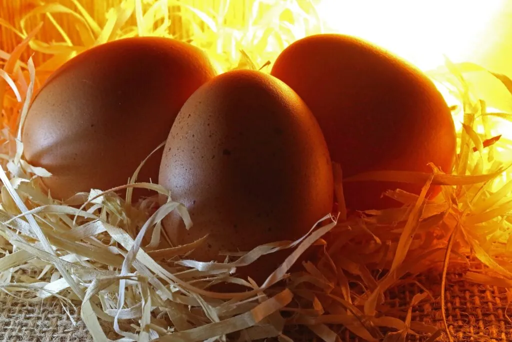 How does a rooster fertilize an egg