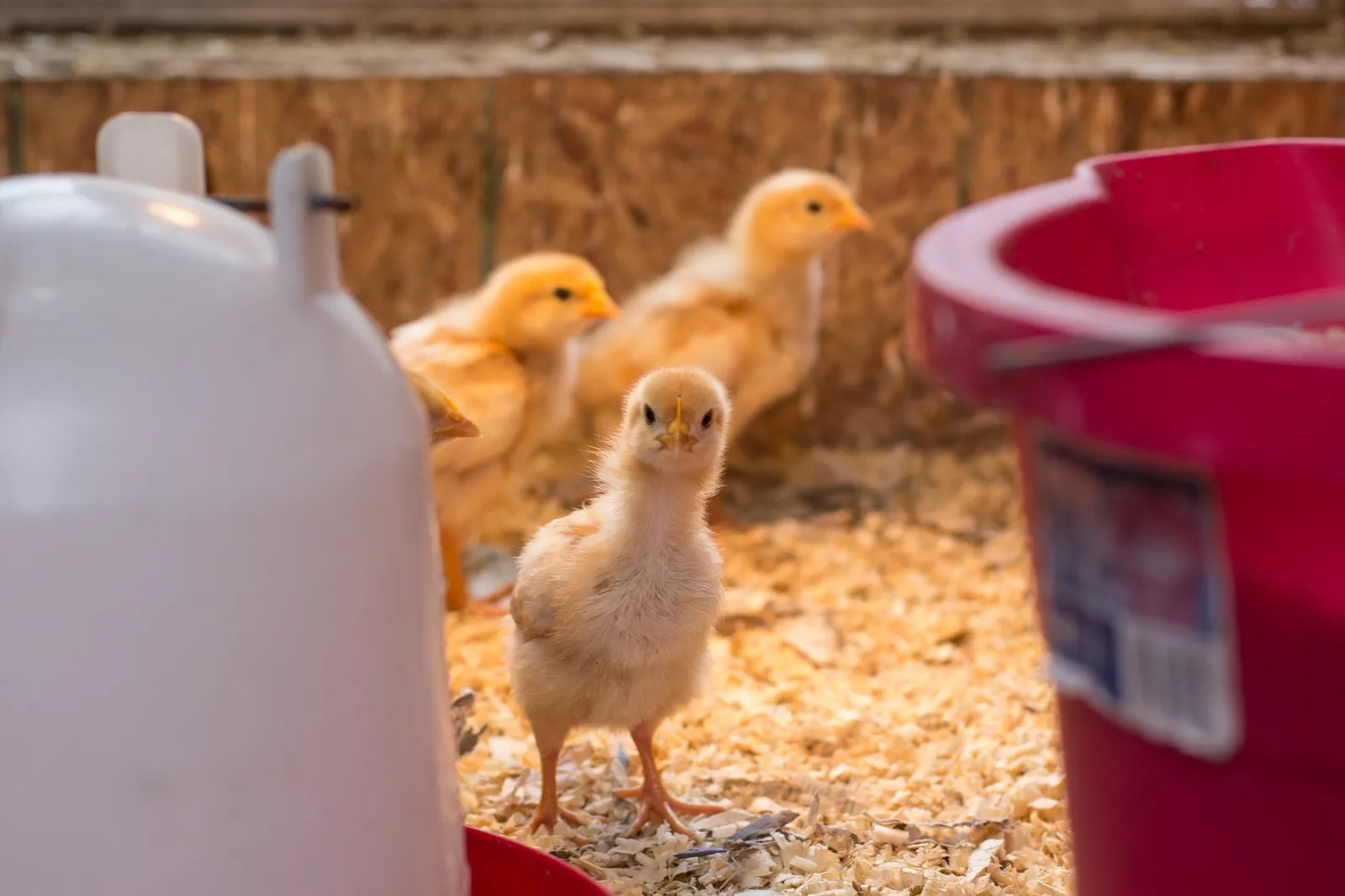 chick brooder