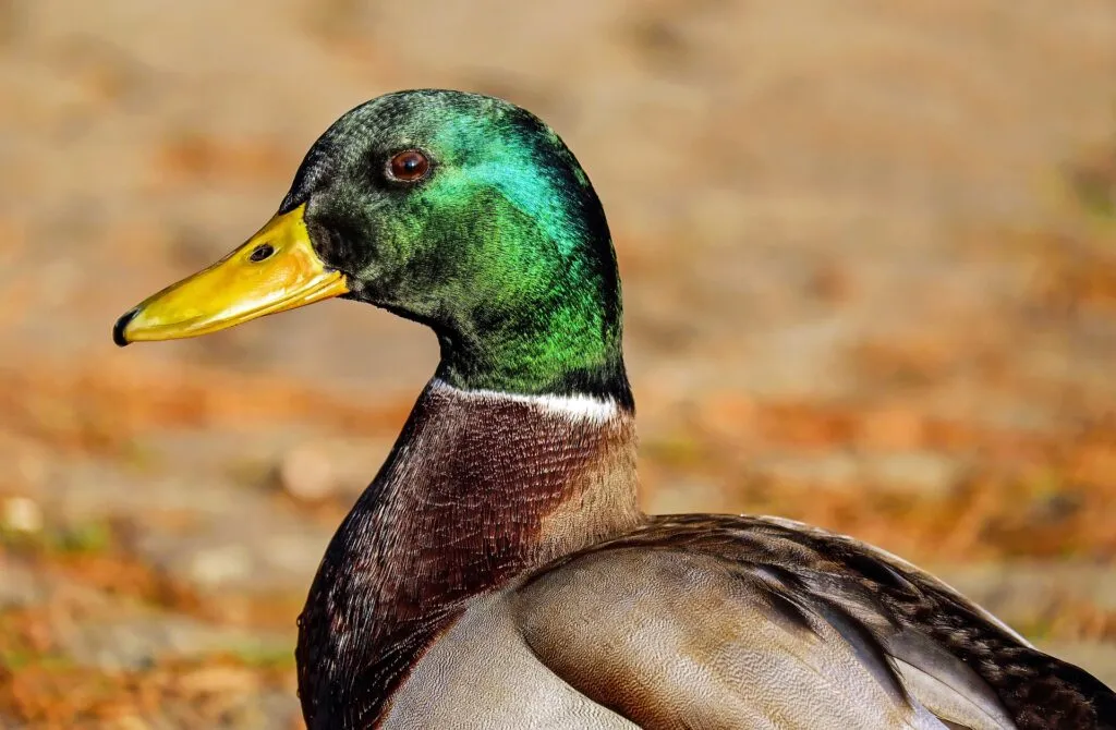 drake ducks