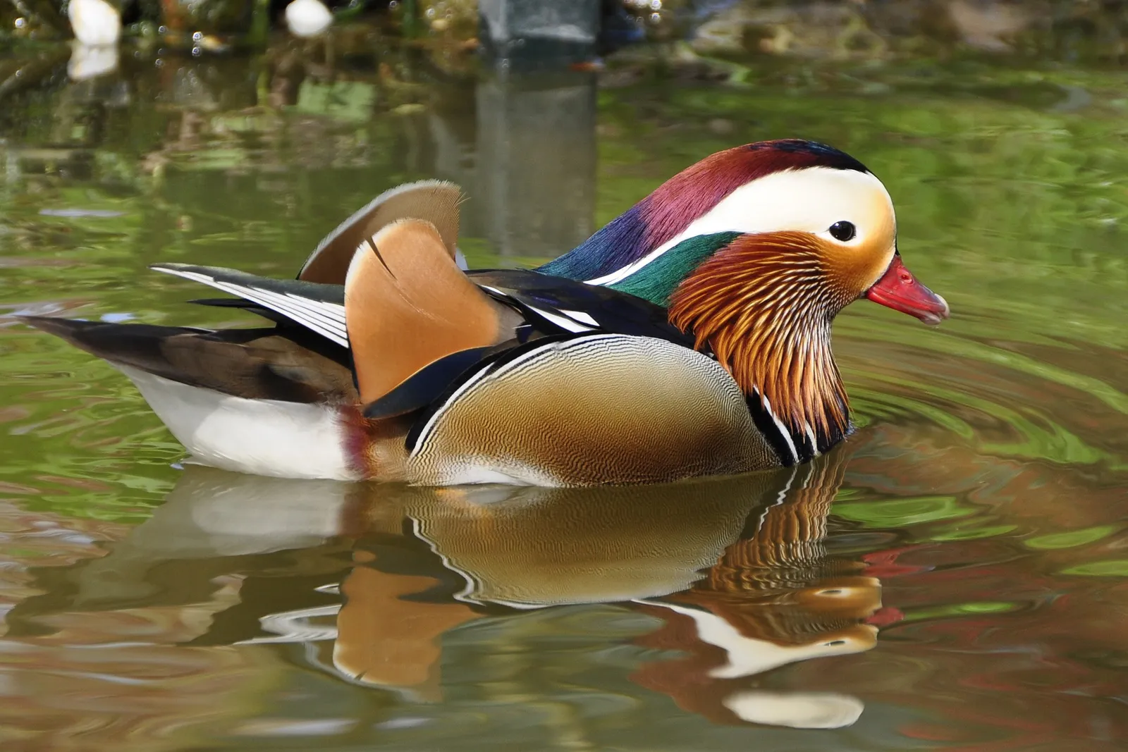 drake ducks