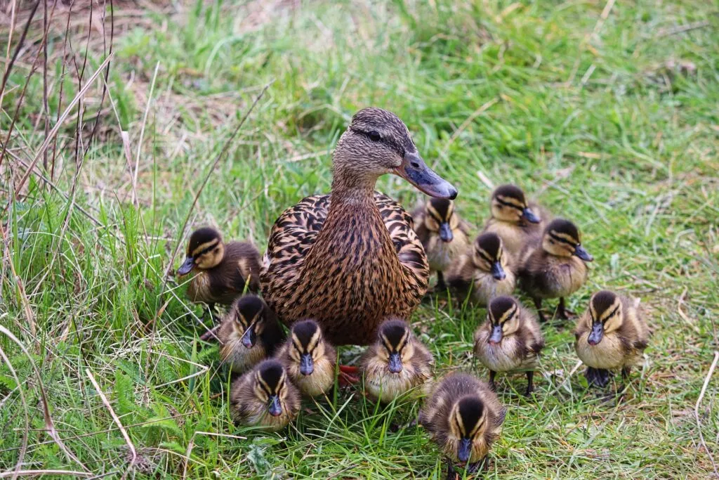 Life span of a duck