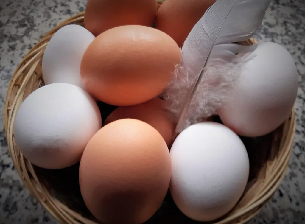 how many eggs does a chicken lay a day