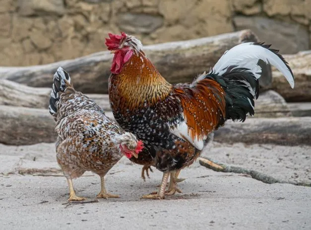 Swedish Flower Hens