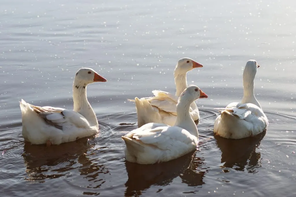 what do geese eat