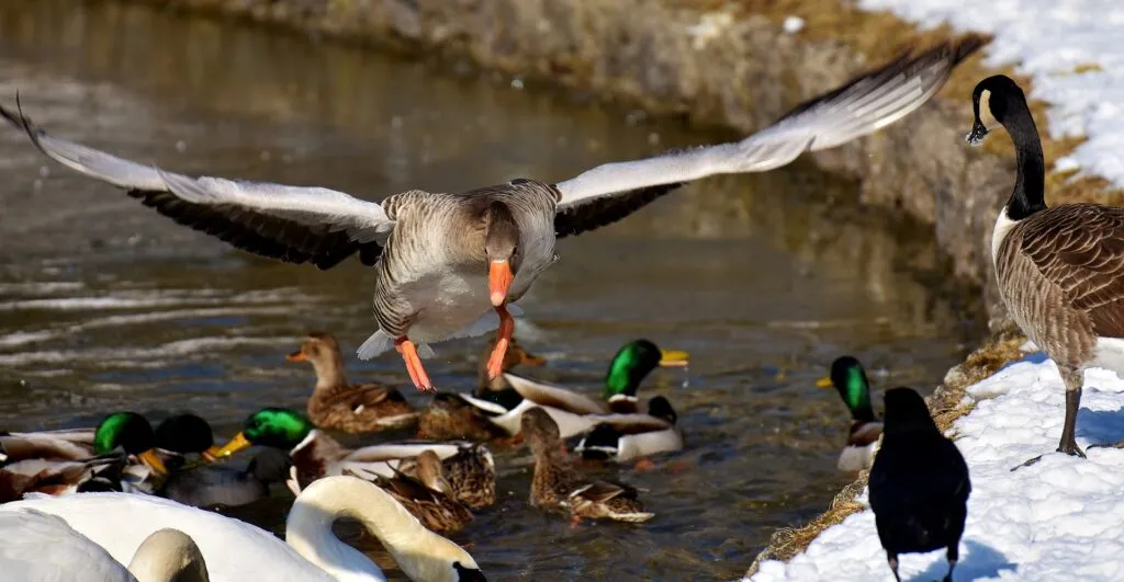 duck vs goose