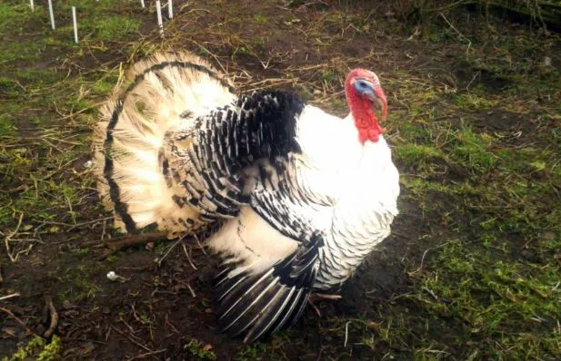 Royal Palm turkey