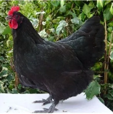 australorp chickens