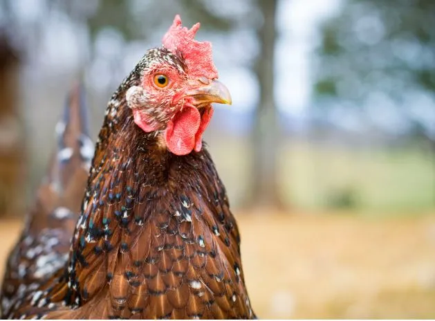 speckled sussex chicken