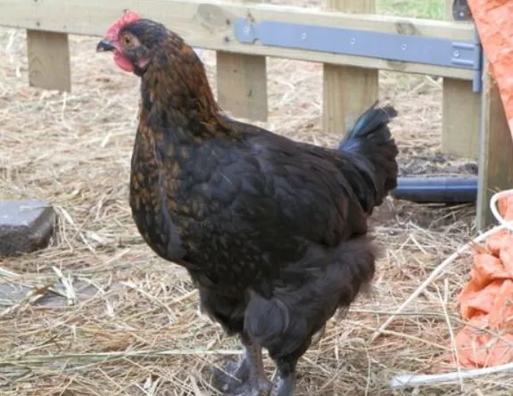copper black marans
