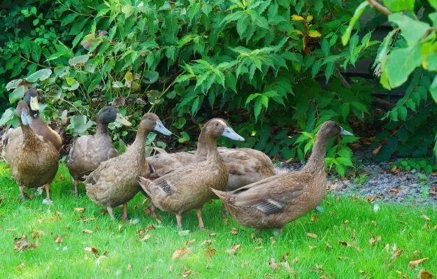 Khaki Campbell Duck