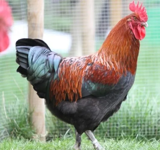 Copper Black Marans