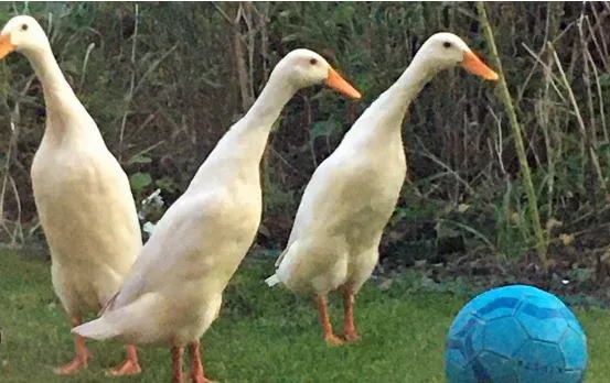 Indian Runner Duck