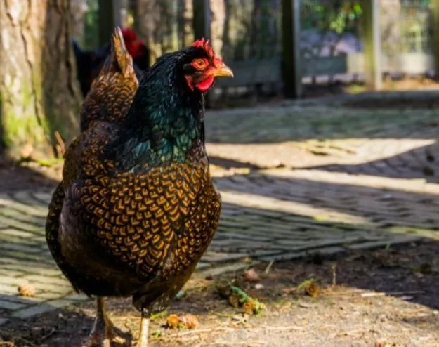 Barnevelder chicken