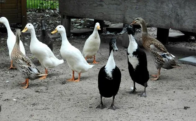runner duck