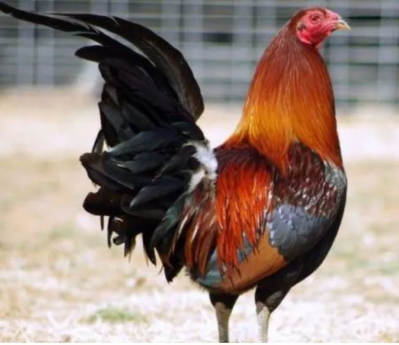 cockfighting