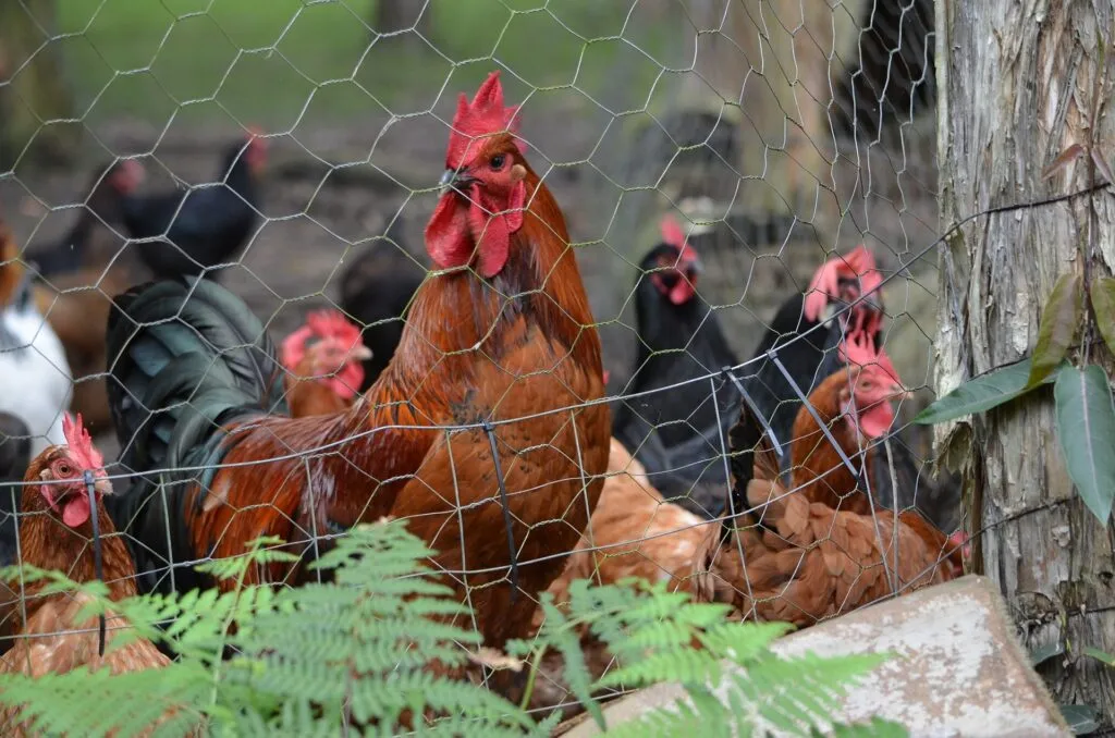 chicken fences