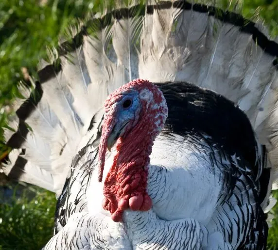 turkey