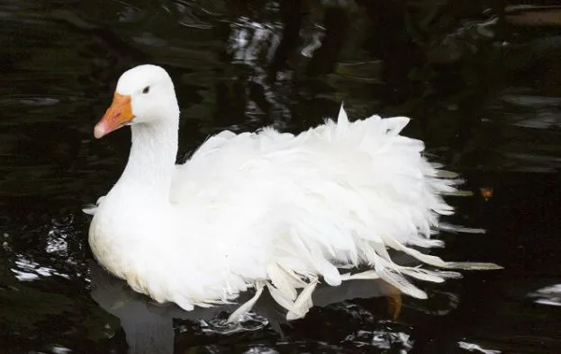 goose