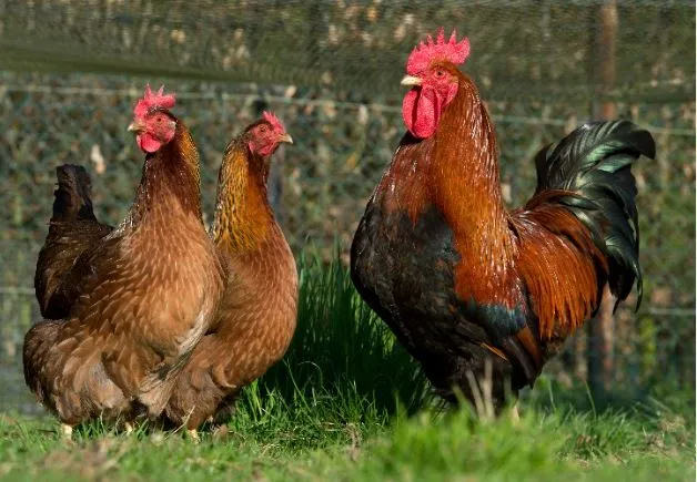 welsummers chicken