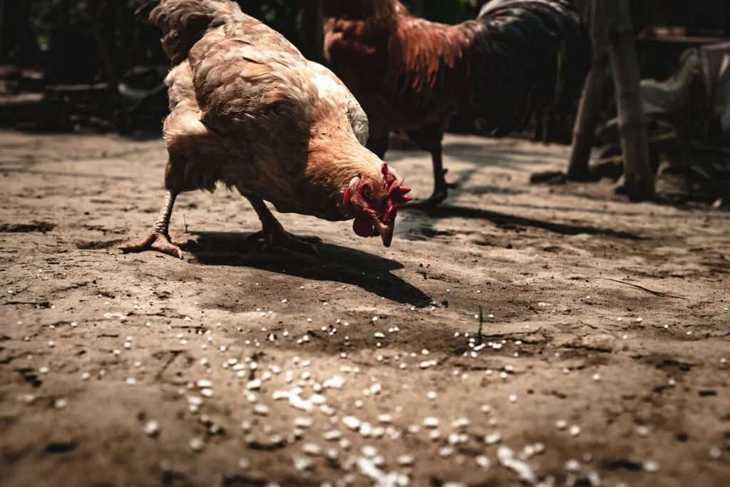 chicken oyster shell feeder