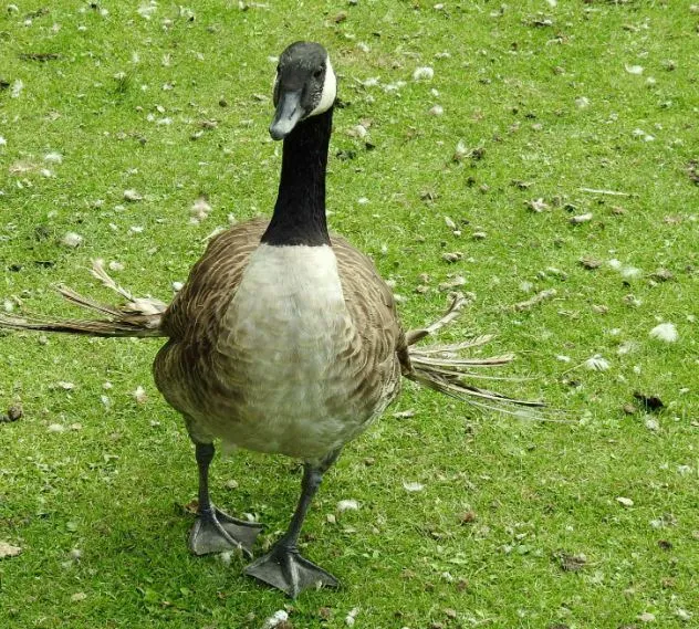 angel wing goose