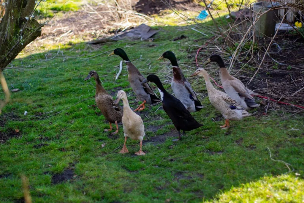 Runner Duck