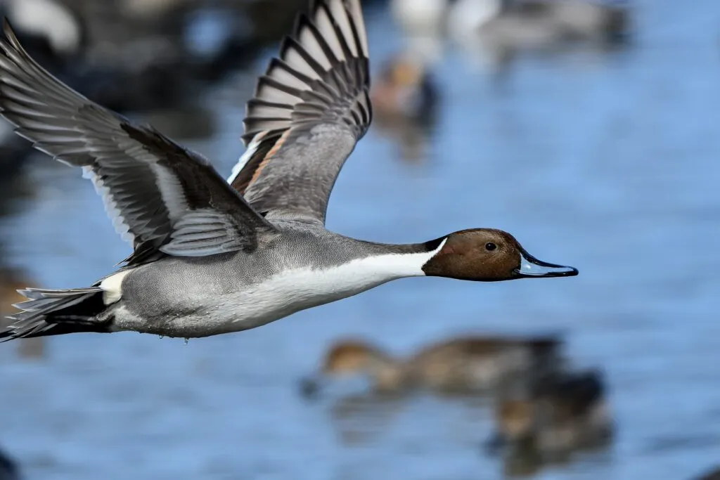 Northern Pintail Ducks