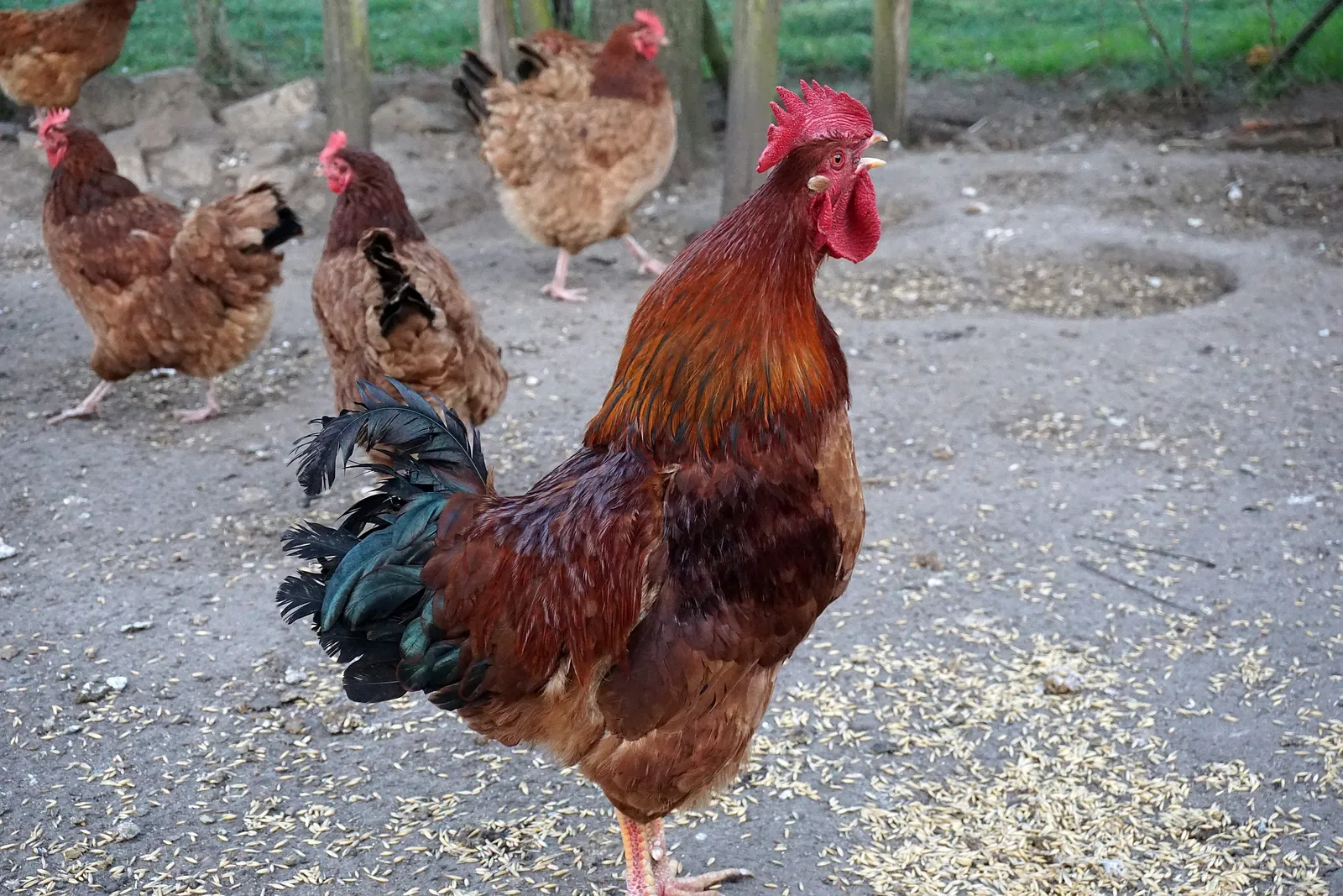 crumble chicken feed