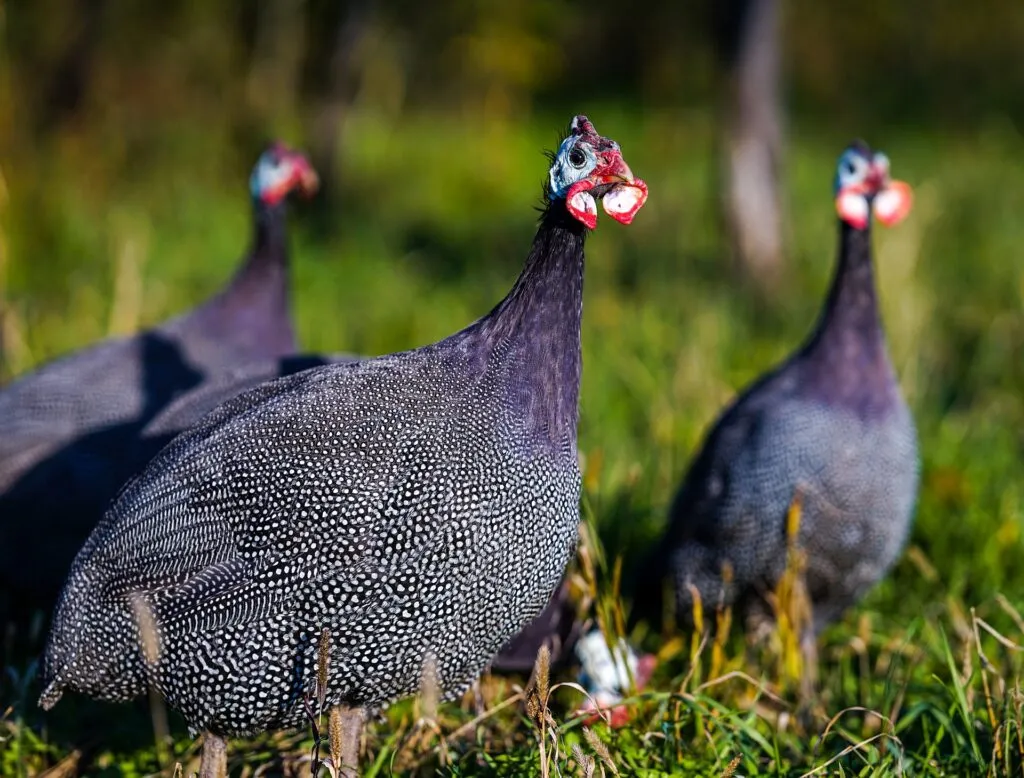 pearl guinea fowl