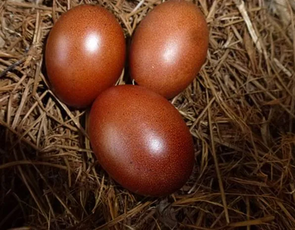 blue copper maran eggs