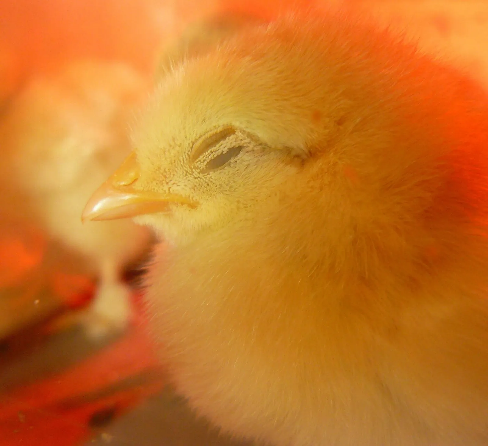 heat lamp for chicken coop