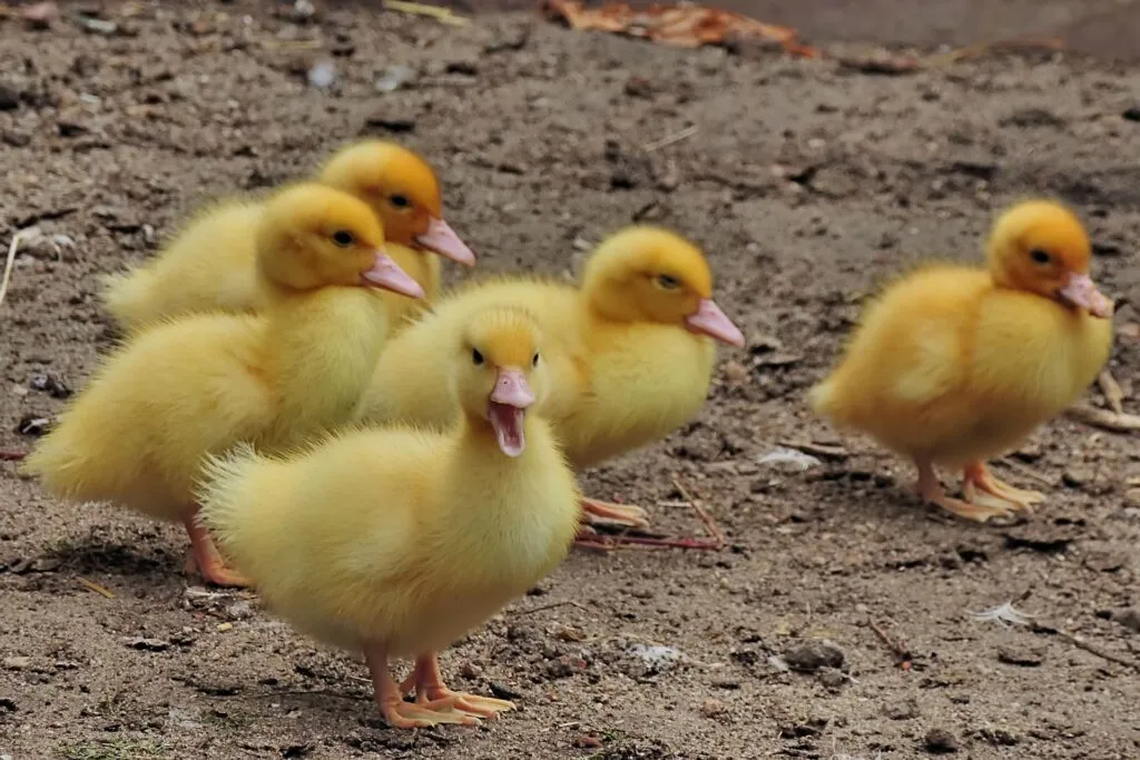 how long to hatch ducks
