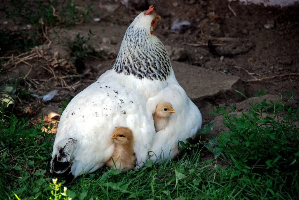 do chickens drown in the rain