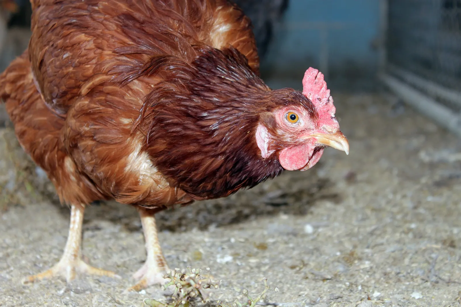chicken grit feeder