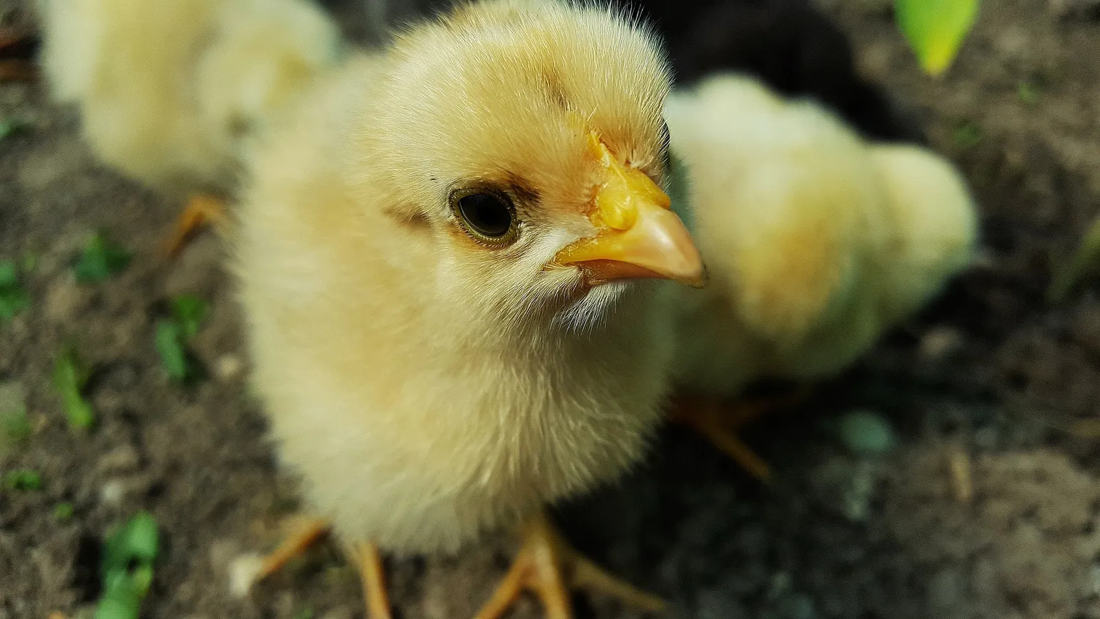 Best baby chick feeder