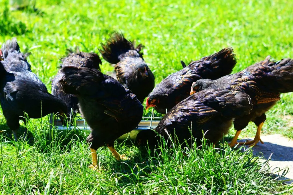 chicken feed cups