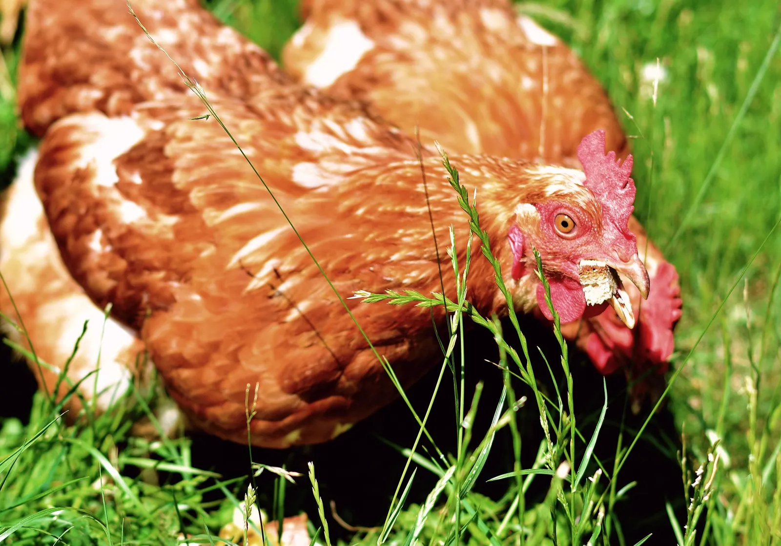 chicken feed cups