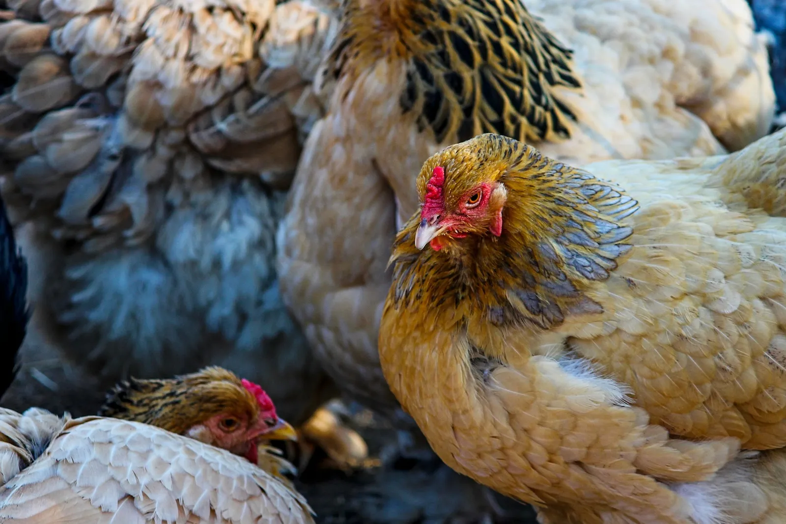 solar heat lamp for chicken coop