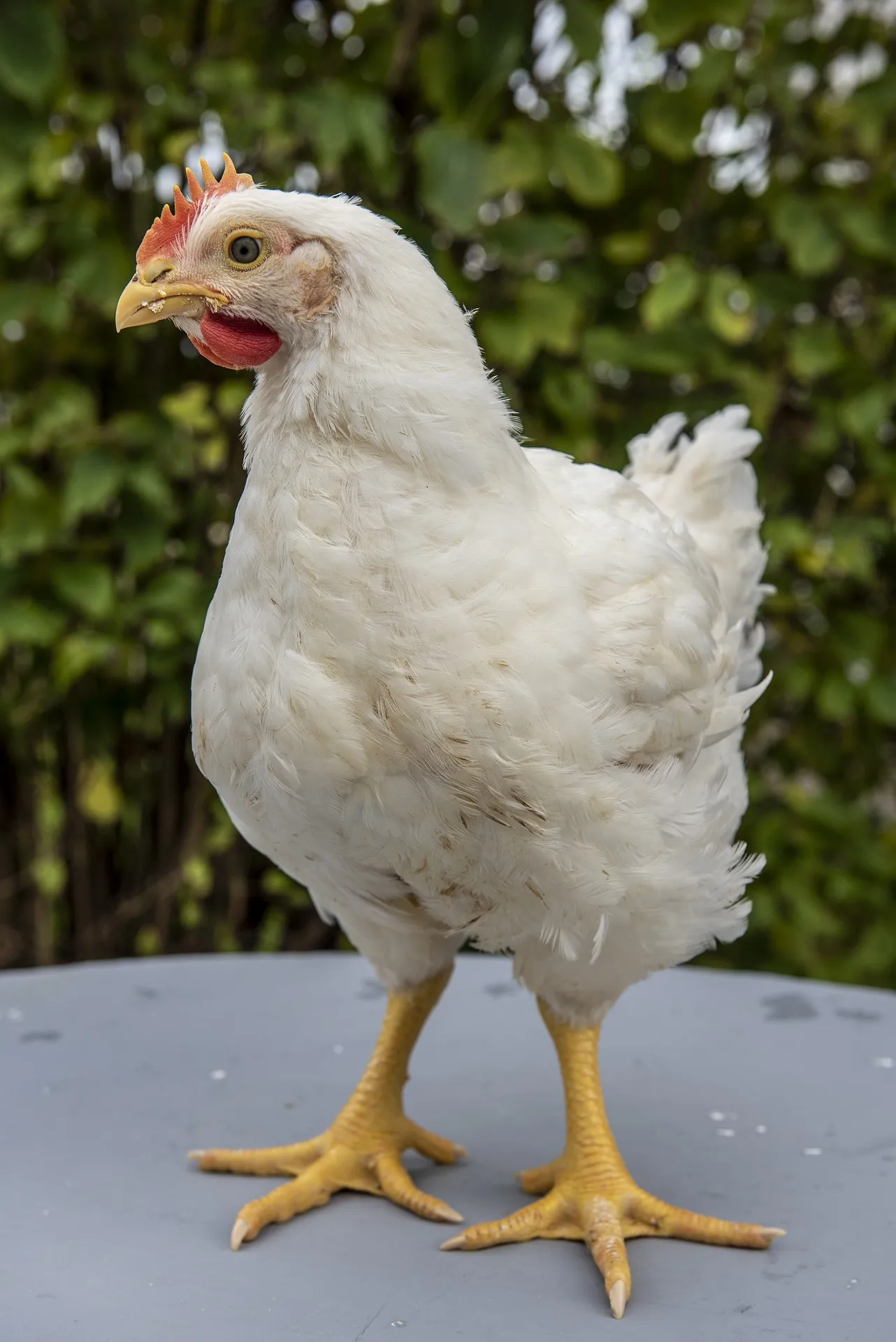 what to feed meat chickens