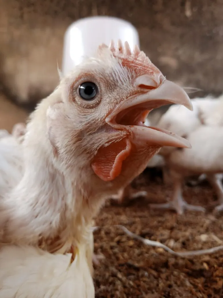 broiler feeder