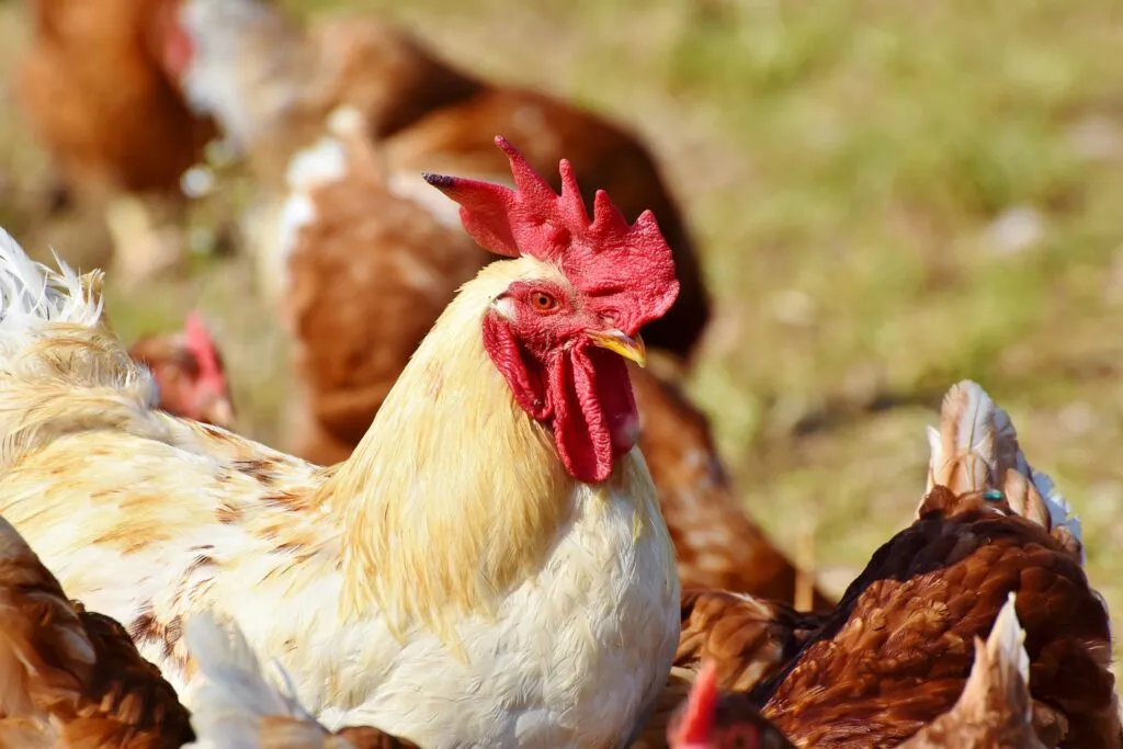how to humanely kill a chicken