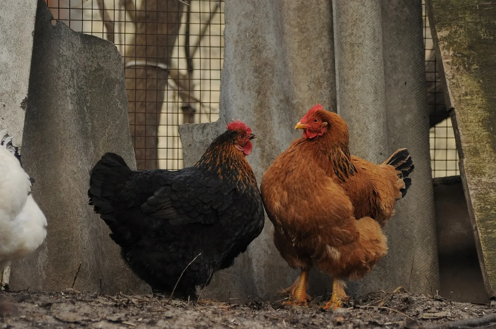 Diy chicken feed