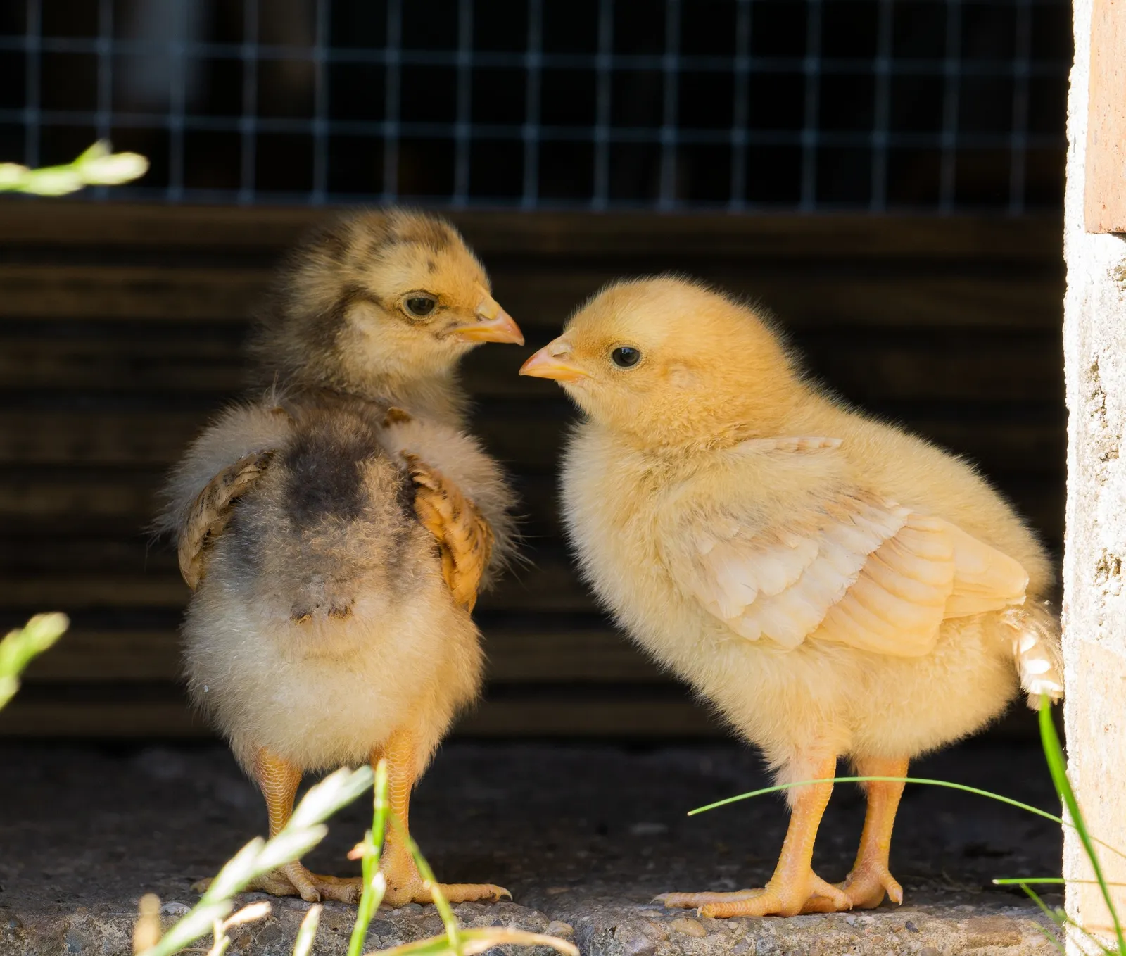 how long do chicks need a heat lamp