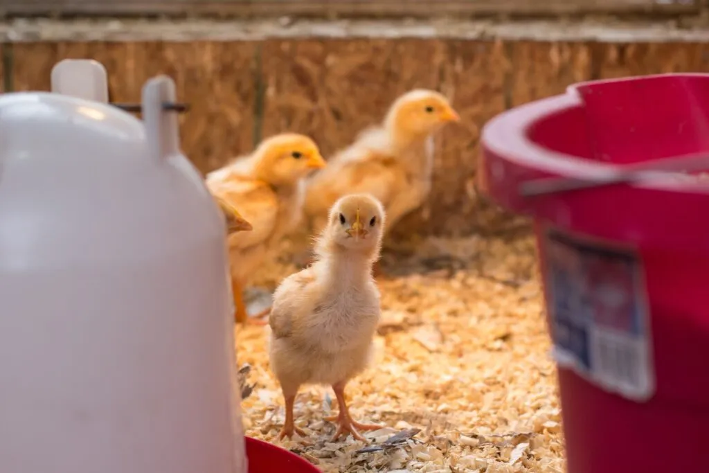red heat lamps for chickens