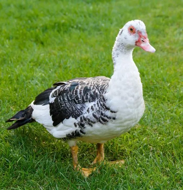 Muscovy ducks