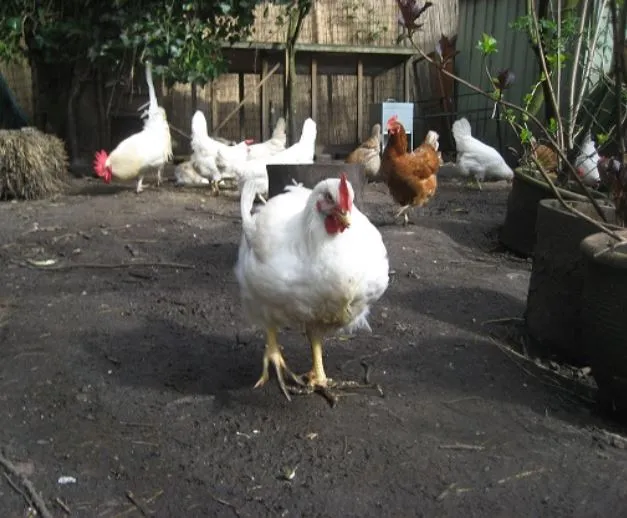 cornish rock chicken