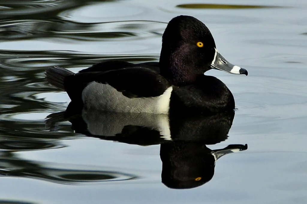 Ring-necked Ducks