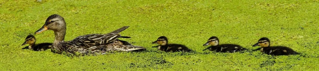 what can i feed ducks