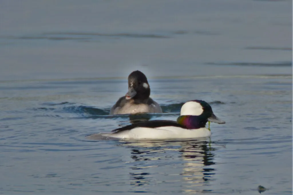 Bufflehead Ducks